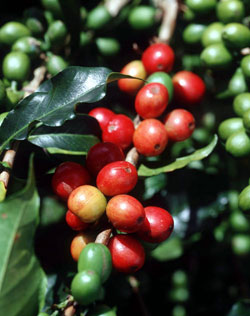 coffee - fresh from the plantation to you
